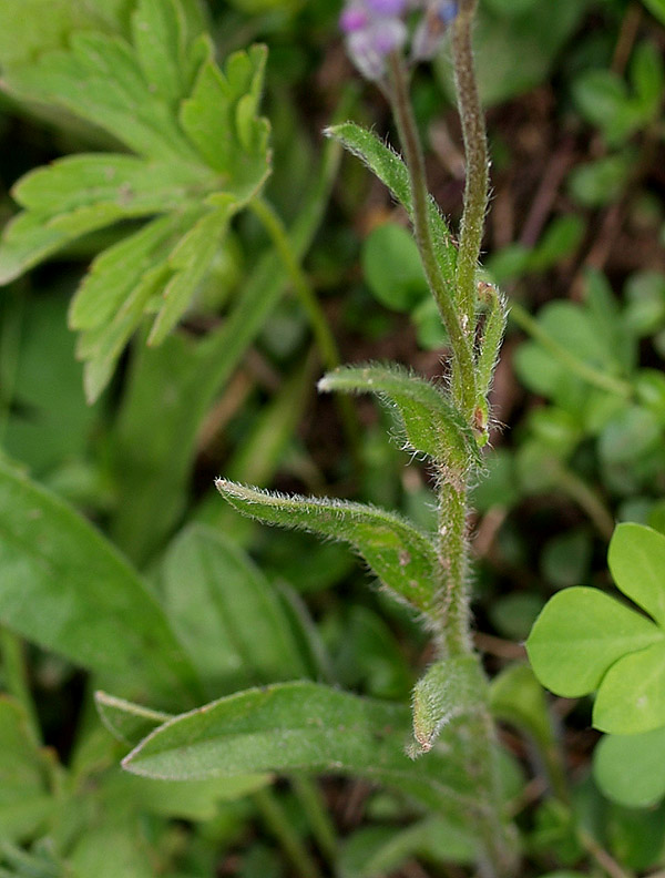 Myosotis?